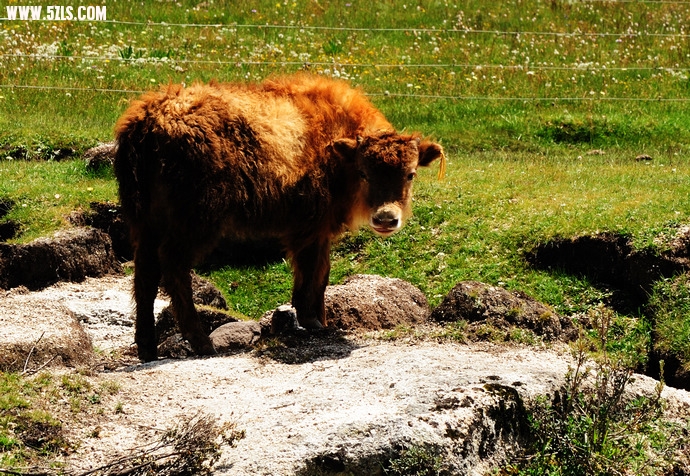 DSC_4418.jpg
