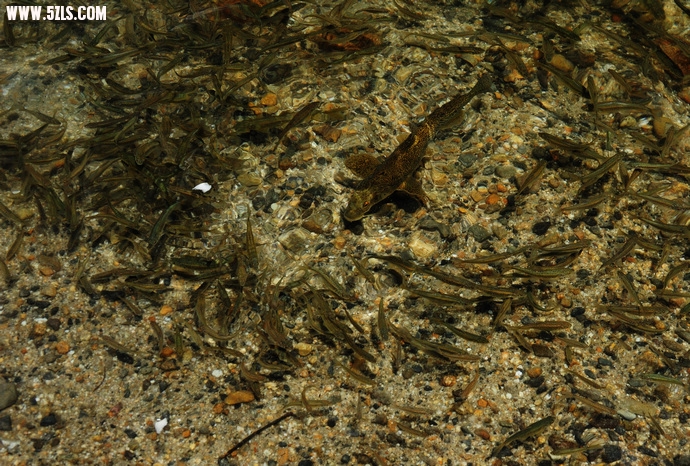 DSC_4438.jpg