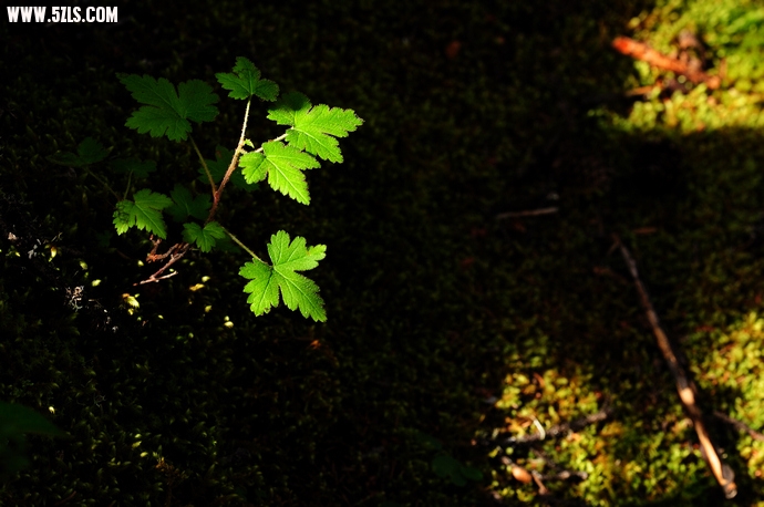 DSC_4995.jpg