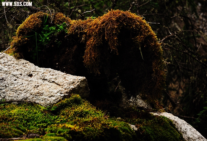 DSC_4990.jpg