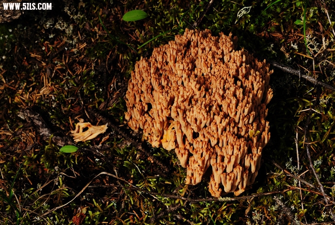 DSC_4998.jpg