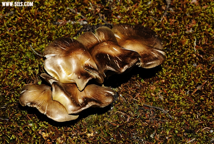 DSC_4919.jpg