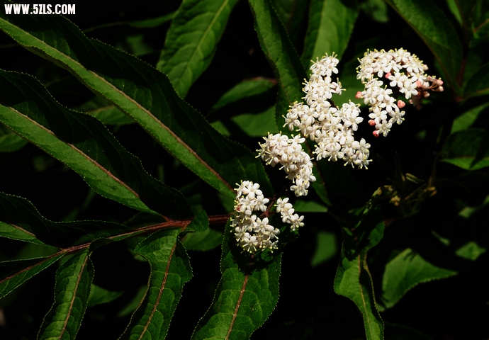 DSC_6202.jpg