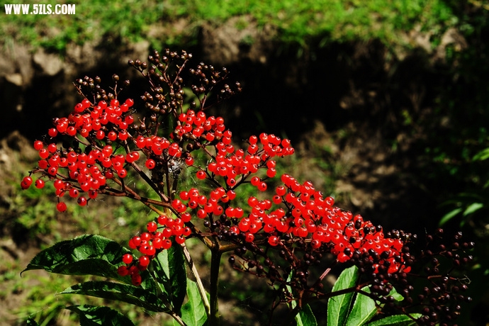 DSC_6191.jpg