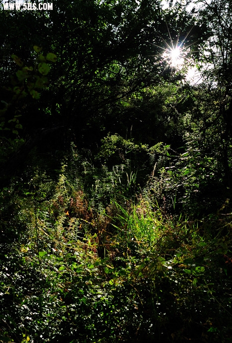 DSC_6576.jpg