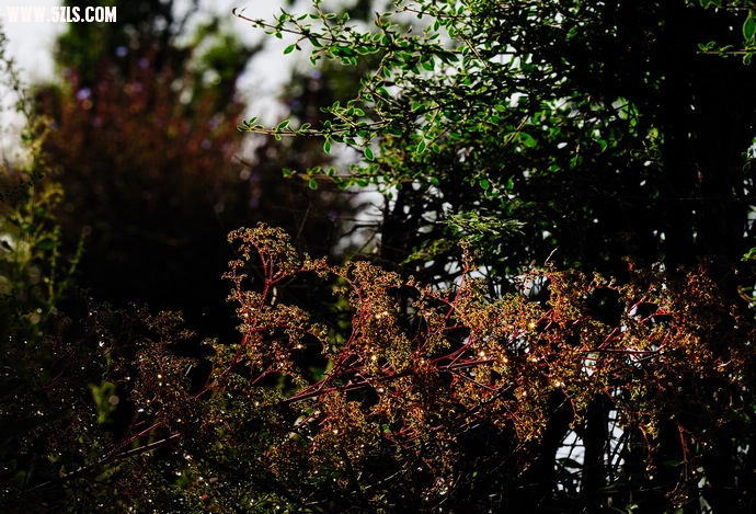 DSC_6596.jpg