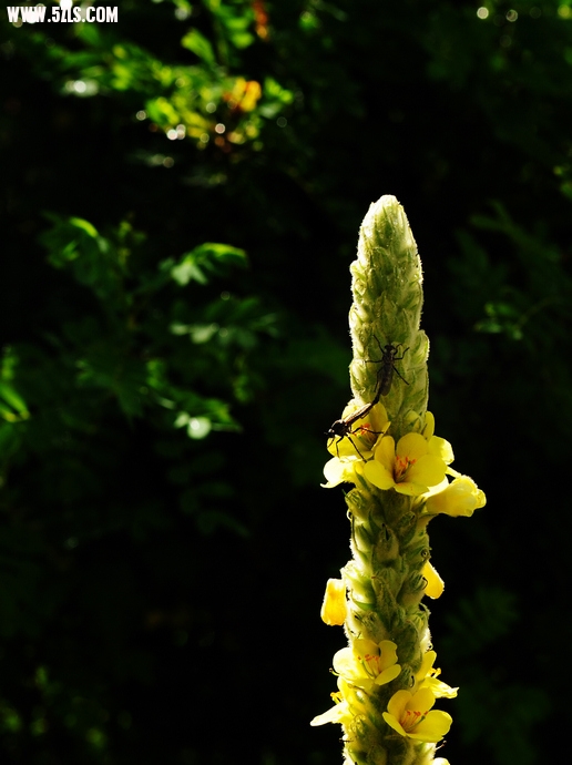 DSC_6625.jpg