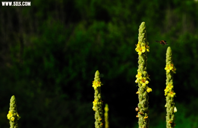 DSC_6630.jpg