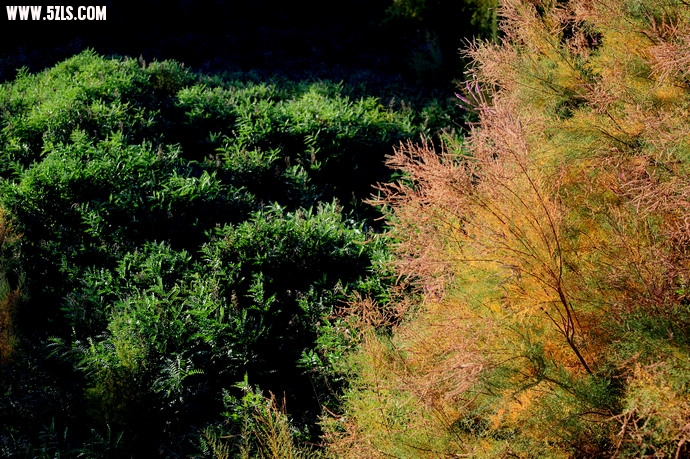 DSC_8668.jpg