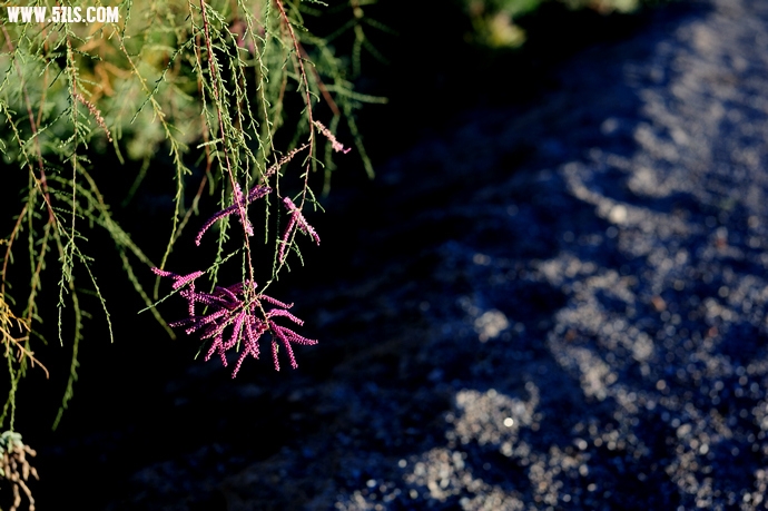 DSC_8676.jpg