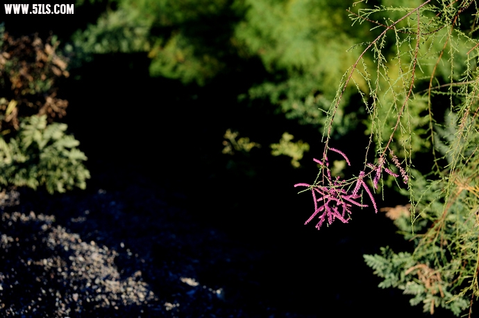 DSC_8675.jpg