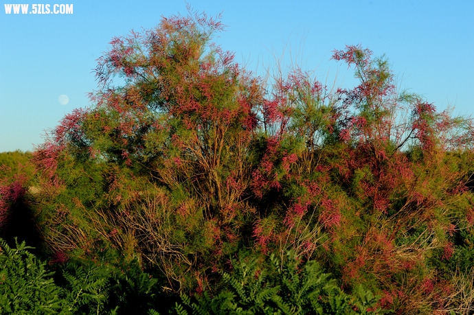 DSC_8699.jpg