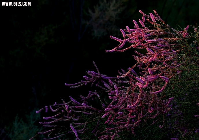 DSC_8730.jpg