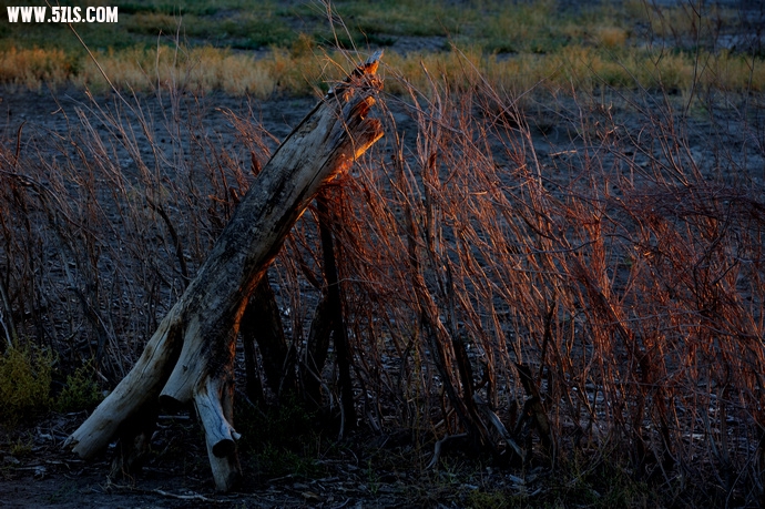 DSC_8732.jpg