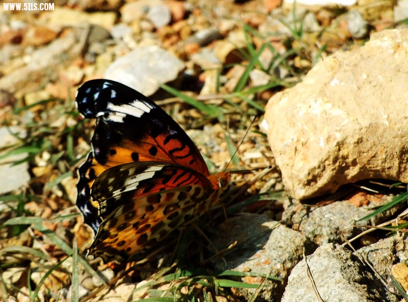 Ƭ 059.jpg