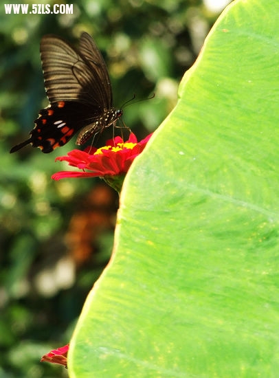 Ƭ 093.jpg