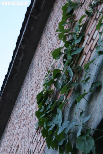 IMG_0171_С.JPG