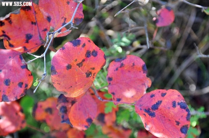 DSC_0166.jpg