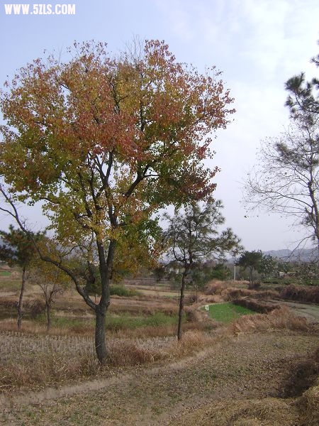DSC08048-1.jpg