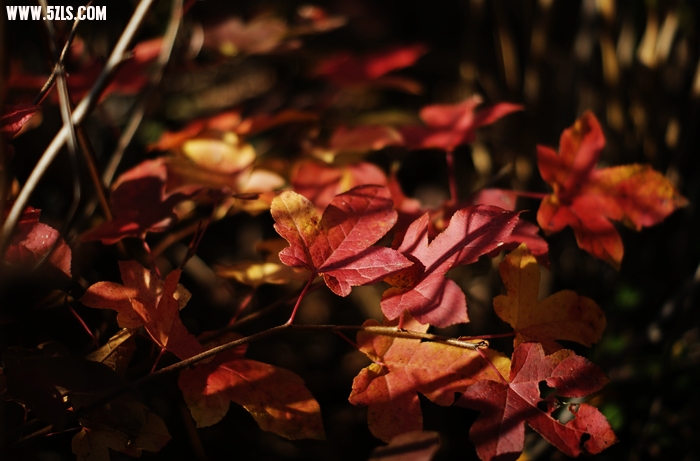 _DSC7889.JPG