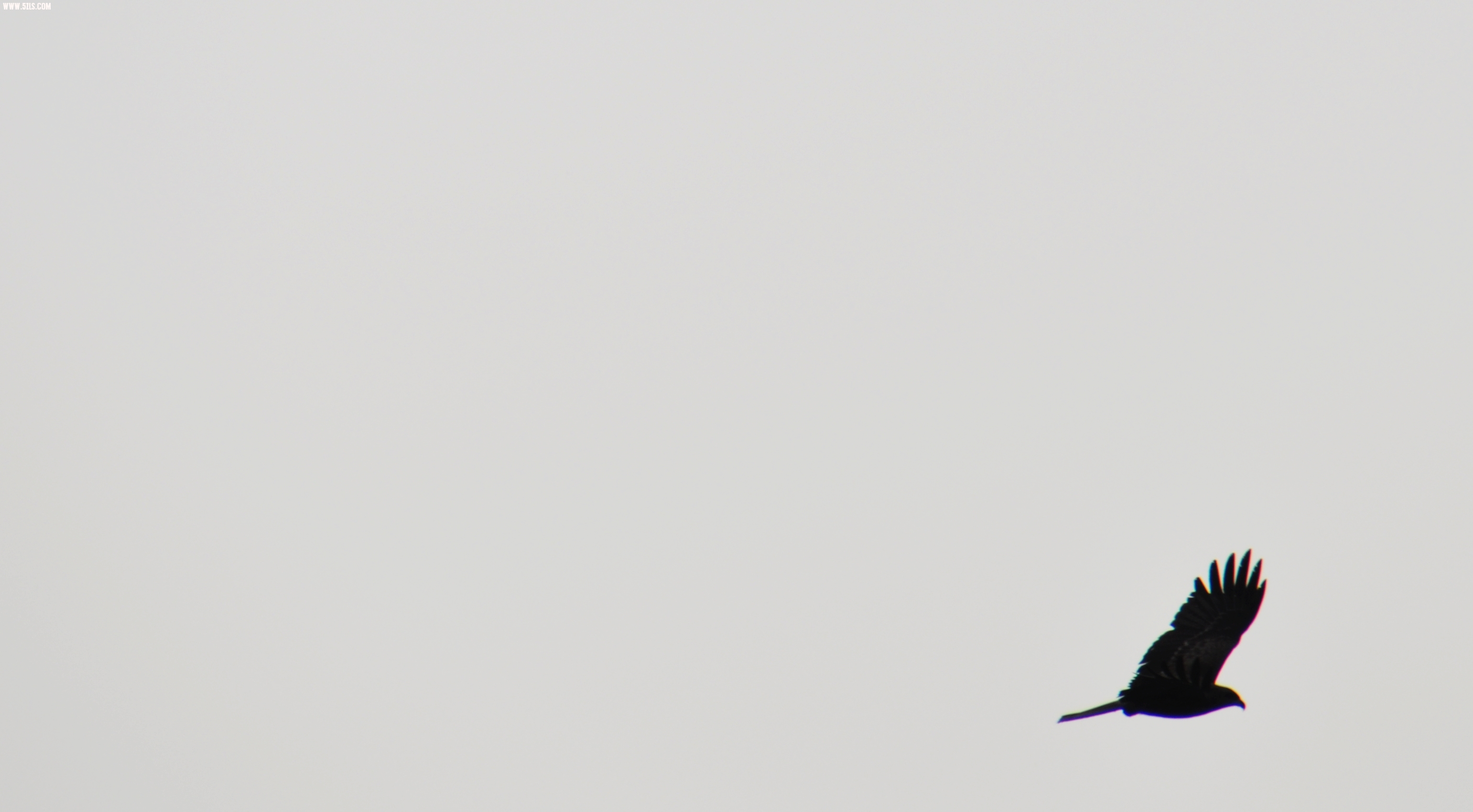 Ƭ 219.jpg