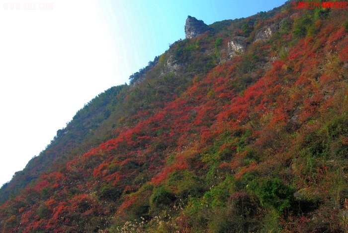 满山红叶锁宫