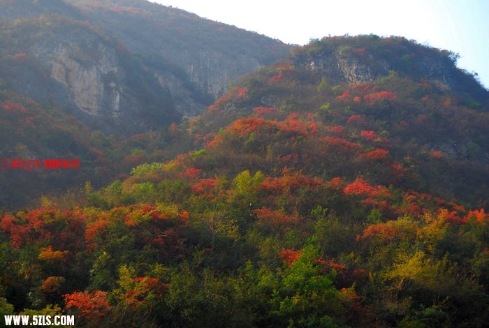 三峡红叶 308.jpg