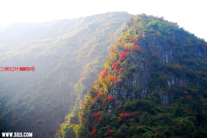 三峡红叶 346.jpg