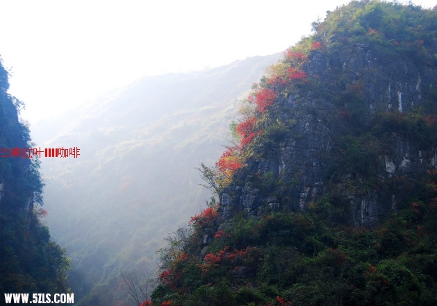 三峡红叶 347.jpg