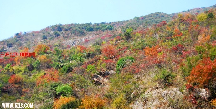 三峡红叶 400.jpg
