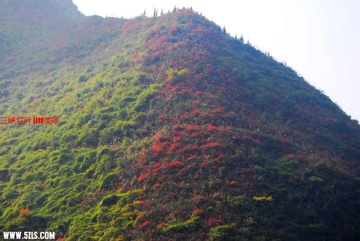 三峡红叶 365.jpg