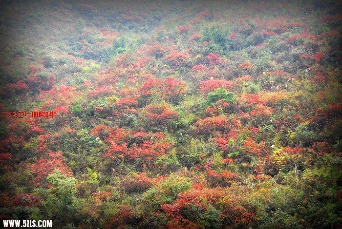 三峡红叶 359.jpg