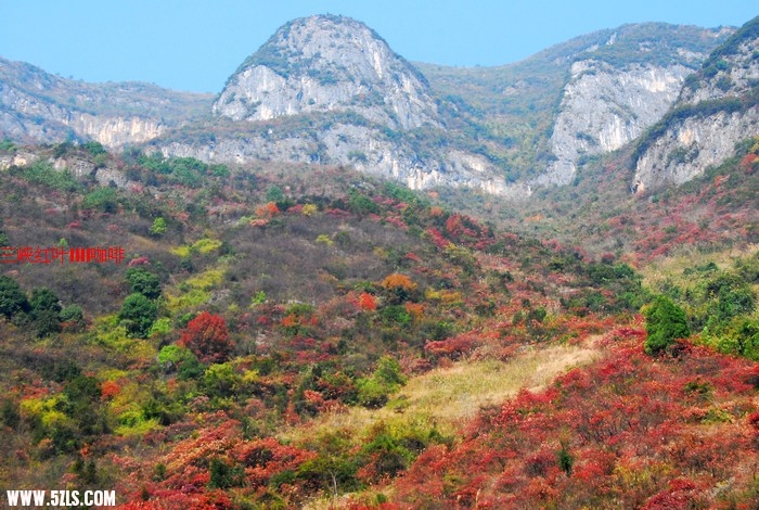 三峡红叶 409.jpg