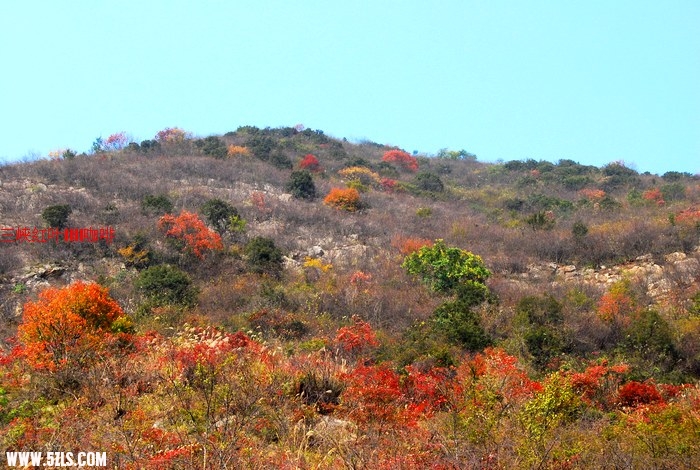 三峡红叶 414.jpg