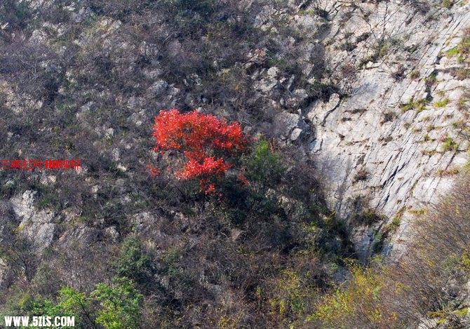 三峡红叶 413.jpg