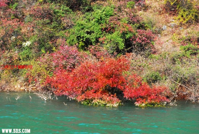 三峡红叶 408.jpg