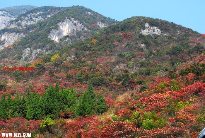 三峡红叶 407.jpg