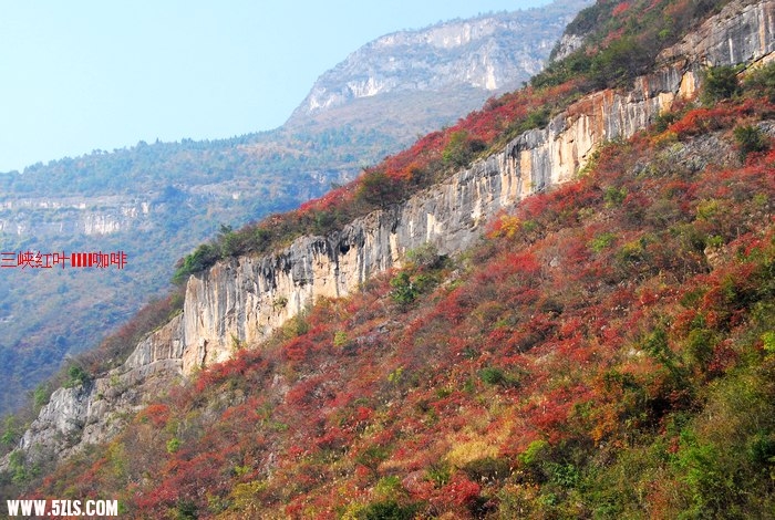 三峡红叶 403.jpg