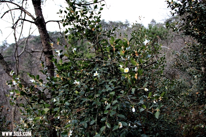 S0031.JPG