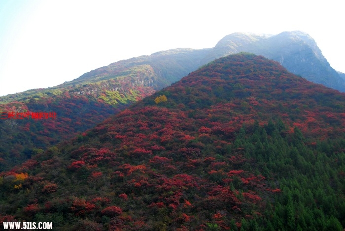 三峡红叶 448.jpg
