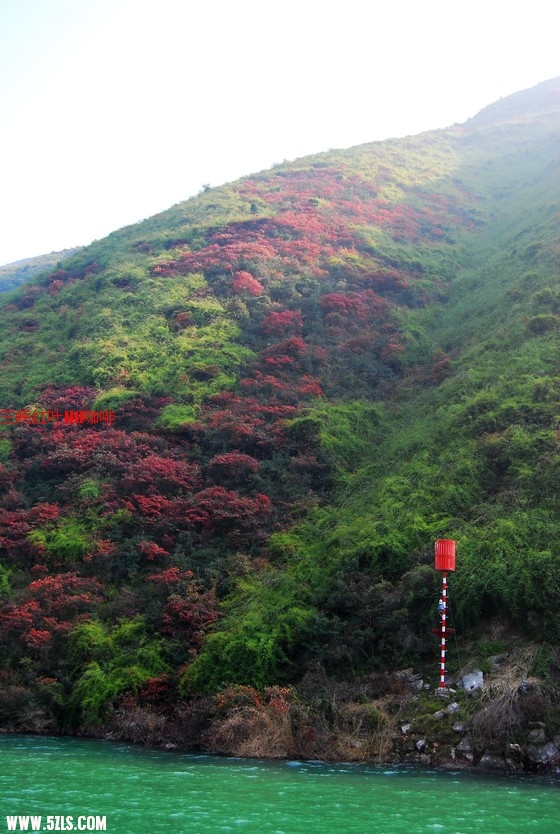 三峡红叶 447.jpg