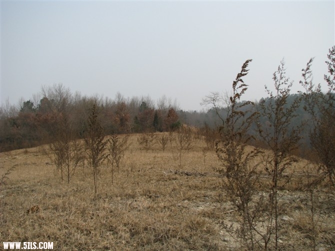 N.jpg