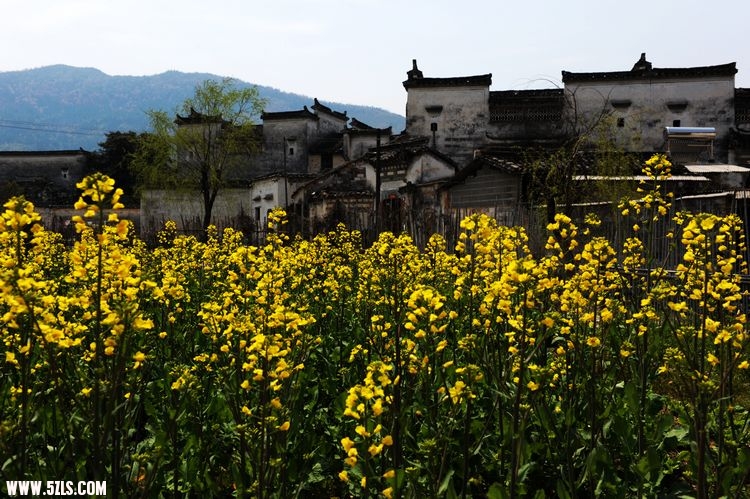 黟县 617.jpg