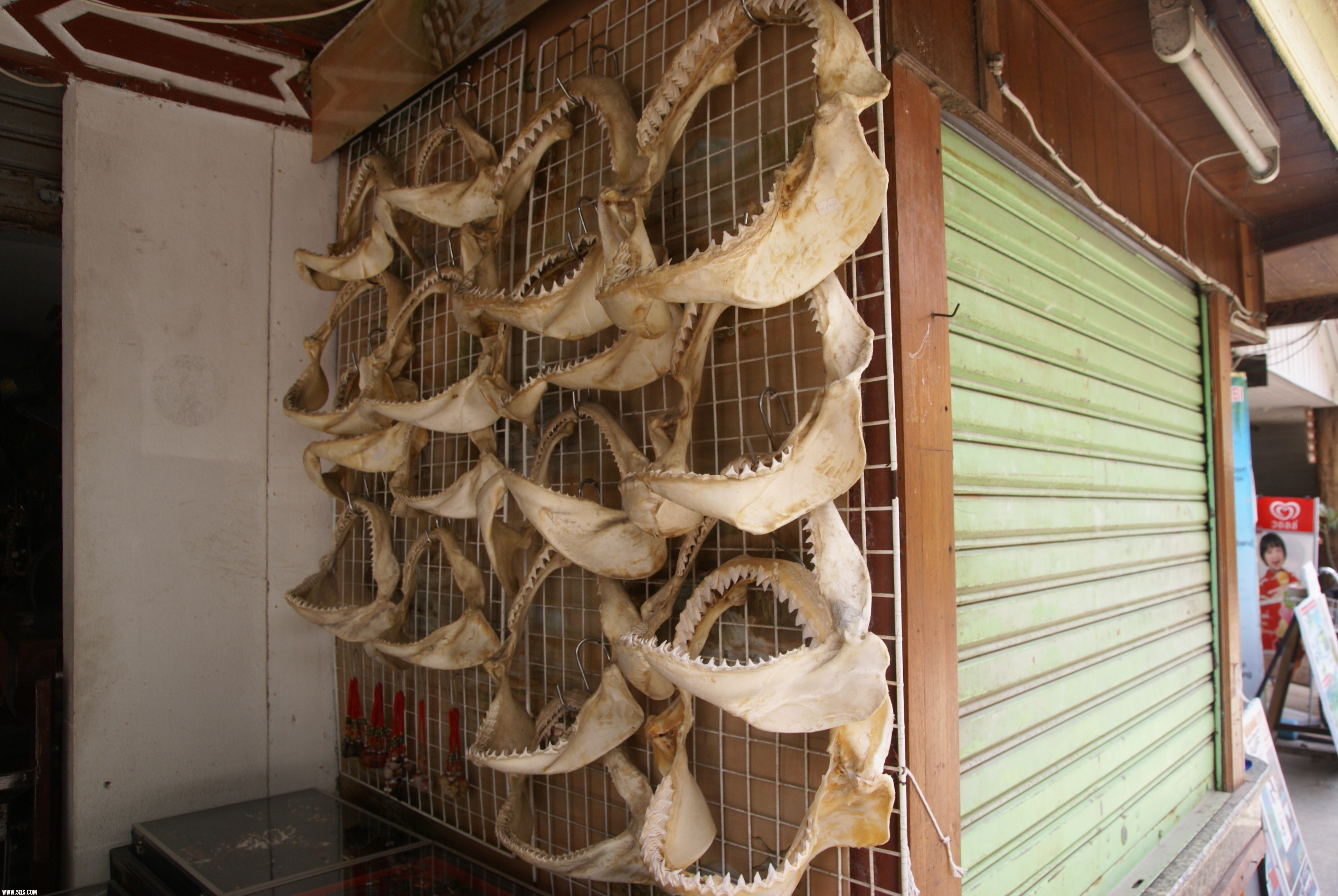DSC01302.JPG
