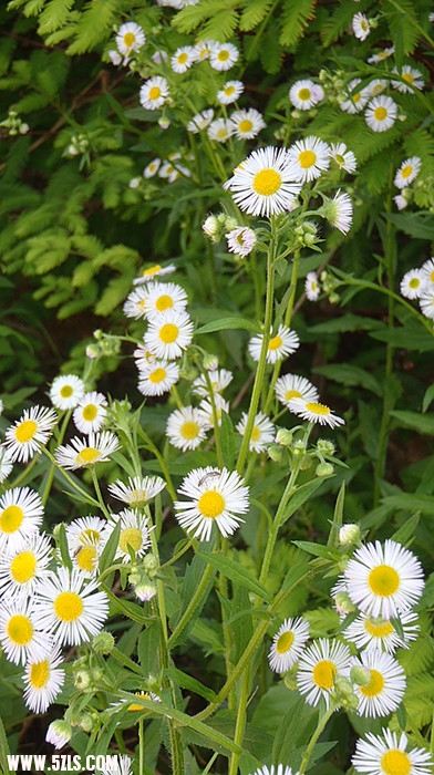 P5280029_.jpg