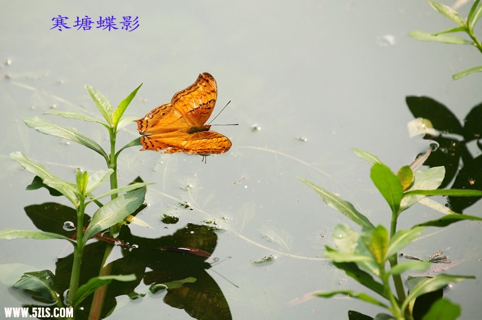 Ƭ 074.jpg