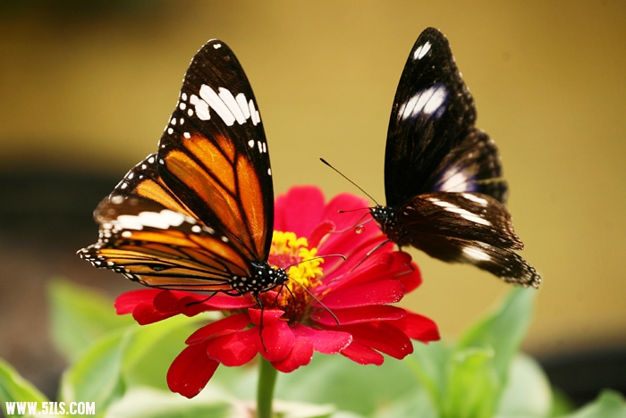 Ƭ 055.jpg