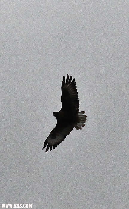 IMG_5561.jpg