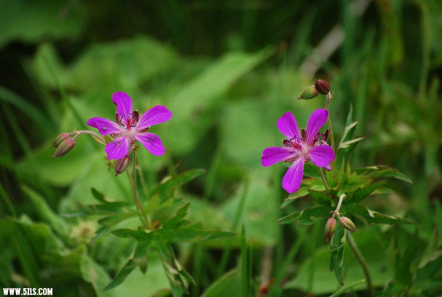 DSC_0596.JPG