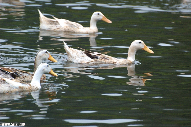 DSC_0391.jpg